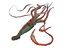 squid.png